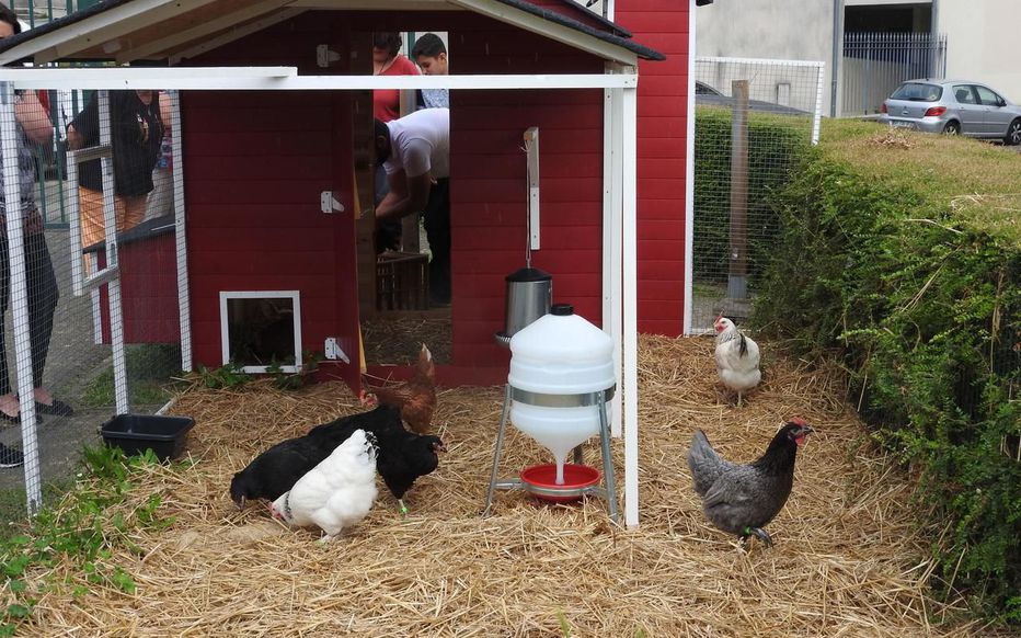 A Juziers, les poules récupèrent les déchets de la cantine – Article par Le Parisien